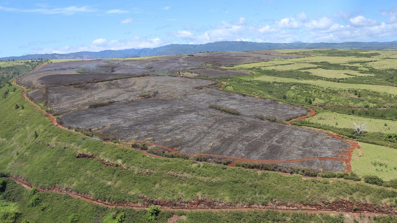 A fire on Kauai has burned through about 300 acres on the mauka side near Waimea Canyon Drive. (Photo courtesy of DLNR)