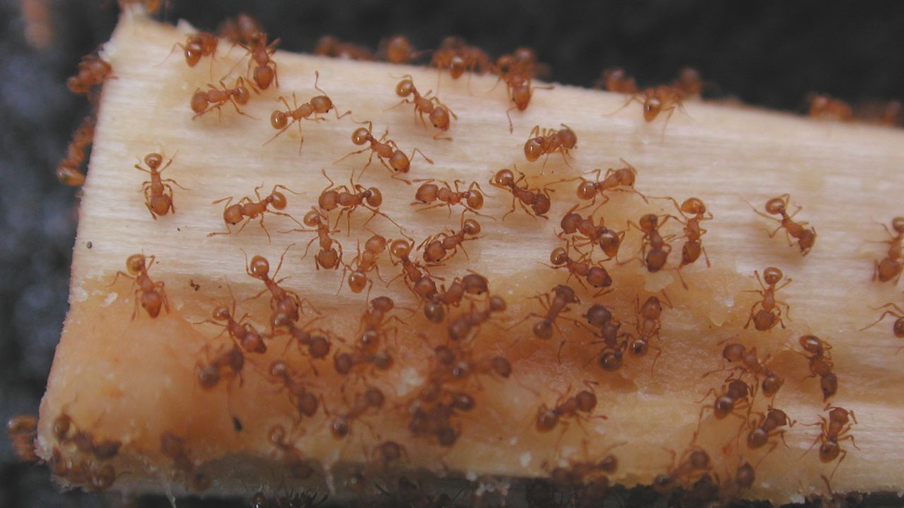 Little fire ants cover the tip of a chopstick. (Photo courtesy of the Hawaii Department of Agriculture)