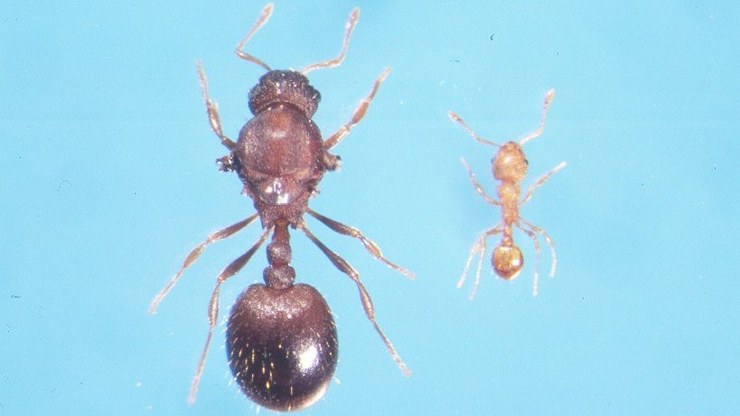 Little fire ant queen and worker. (Photo courtesy of the Hawaii Department of Agriculture)