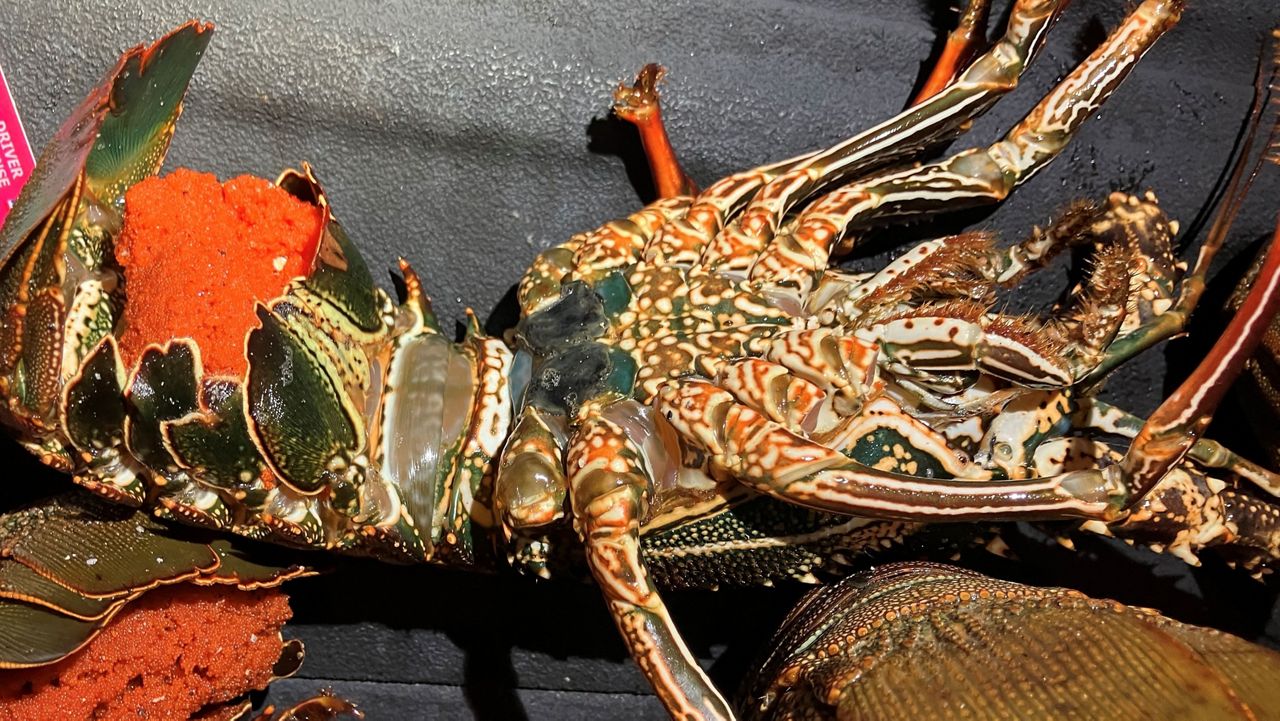 A spiny female lobster carrying eggs. (Photo courtesy of DLNR)