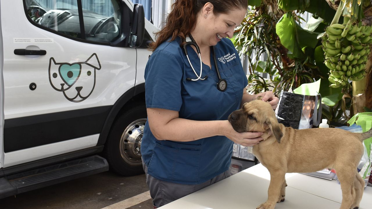 Maui Humane Society Veterinarian Dr. Gaines with a dog at the Lahaina Pet Resource Center. (Photo courtesy of Maui Humane Society)