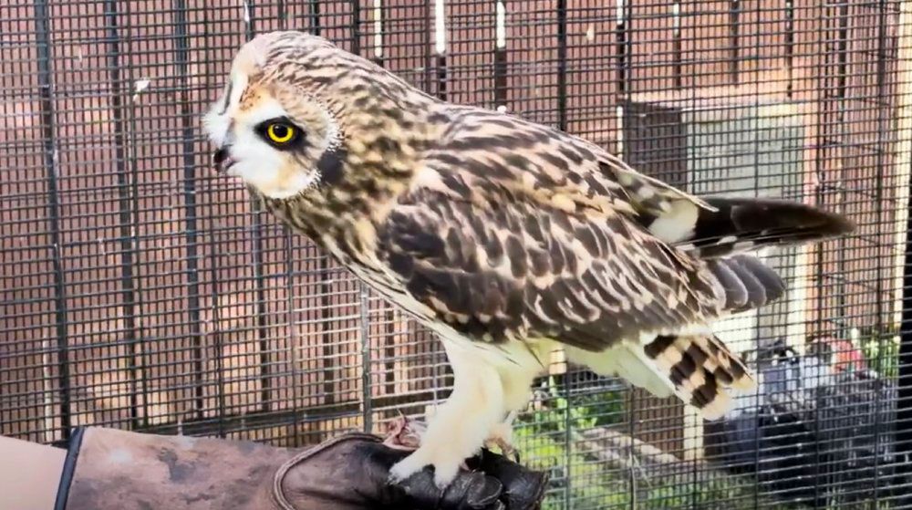 Makamae, Honolulu Zool's male pueo, was voted to become their new mayor over the weekend. (Photo by Honolulu Zoo)