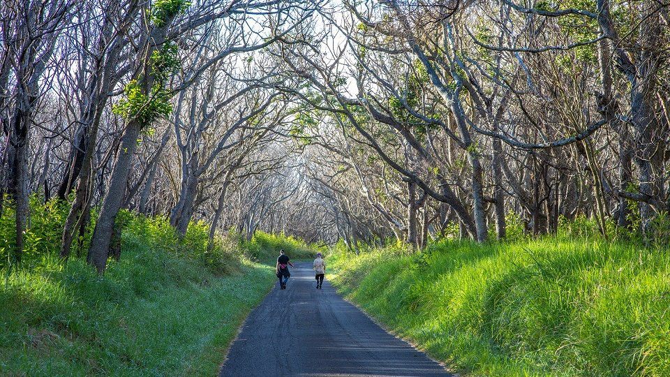 Visitors walk along Mauna Loa Road. (NPS Photo)