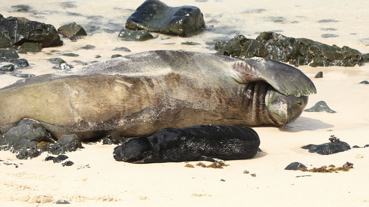 Wailea and her newborn pup at Mokulua Nui. (Photo courtesy of DLNR)