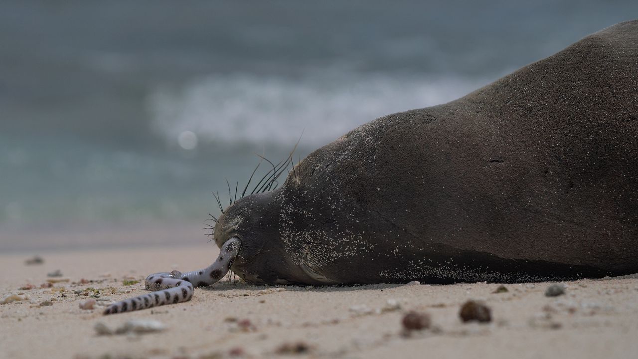 170 Hawaiian monk seals born at Papahānaumokuākea in 2023