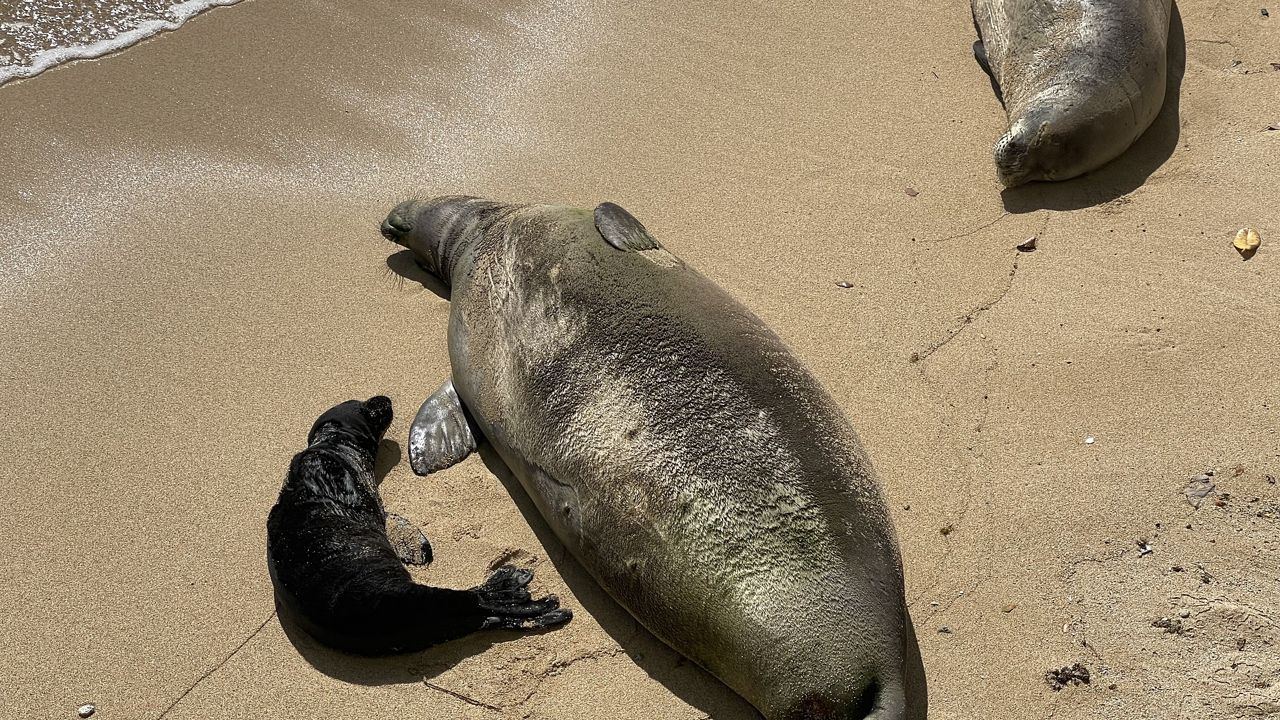Kaiwi and her day-old pup lounge at Kaimana Beach. The third seal is Wawamalu, who was born in 2018 along the Kaiwi coastline and is Kaiwi's son. (Photo courtesy of DLNR)