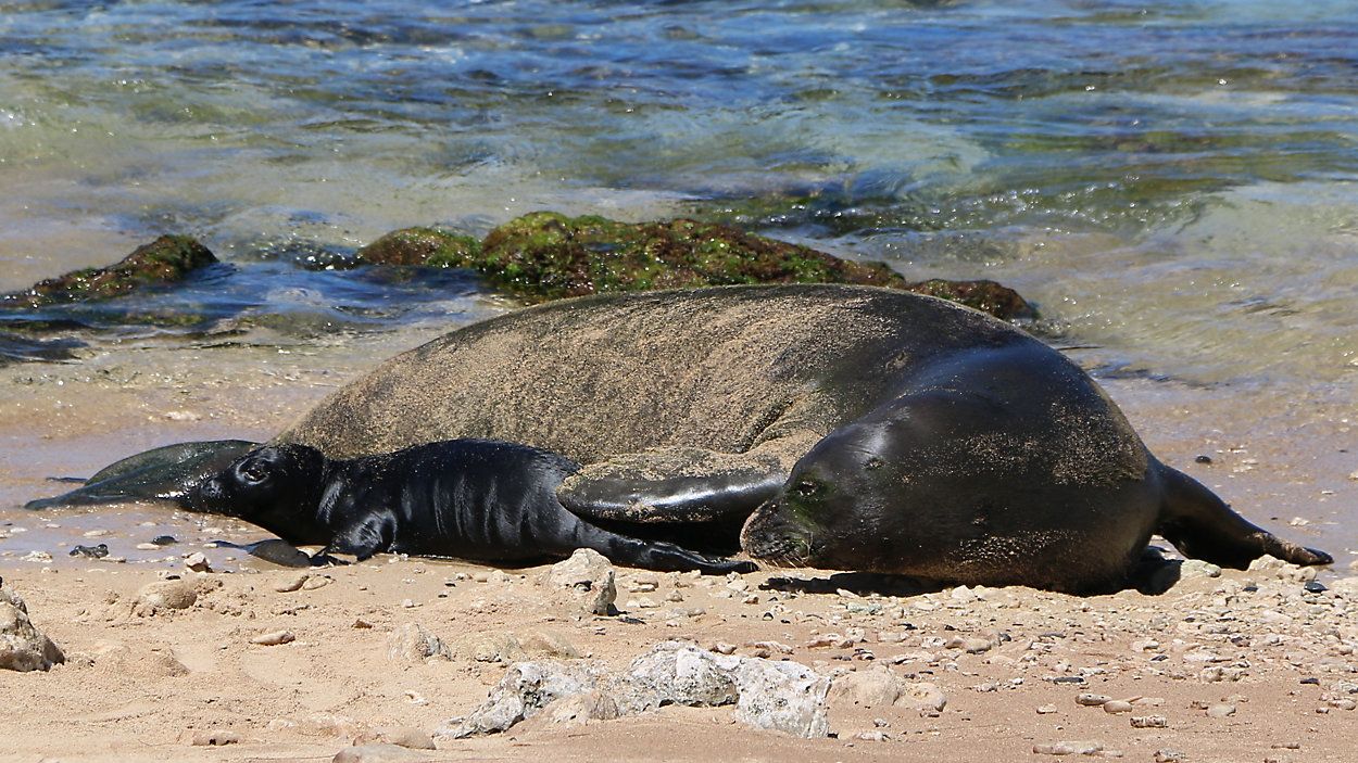 Rocky and her newborn pup at Sand Island. (Photo courtesy of DLNR)