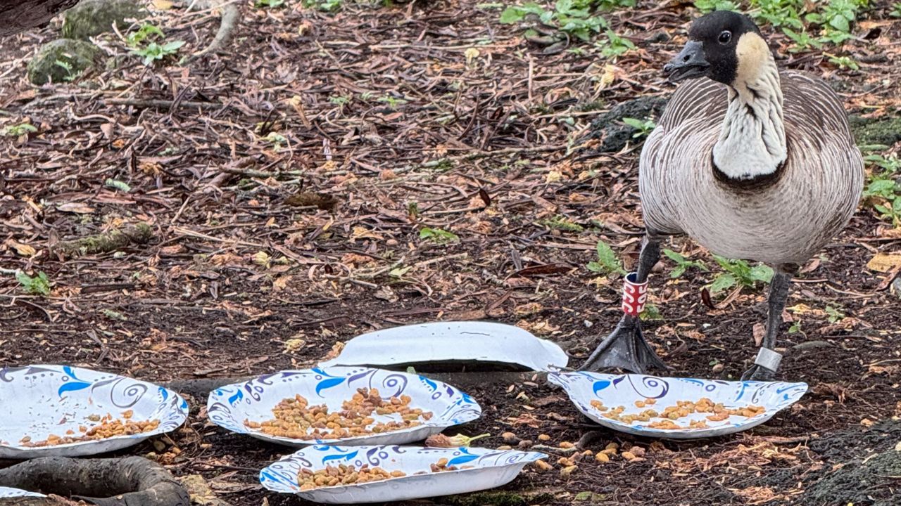 A nene eats cat food left for feral cats (Photo courtesy of DLNR)