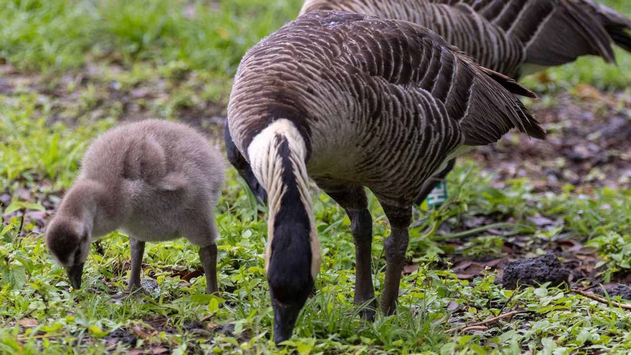 Nene and gosling (Photo courtesy of DLNR)