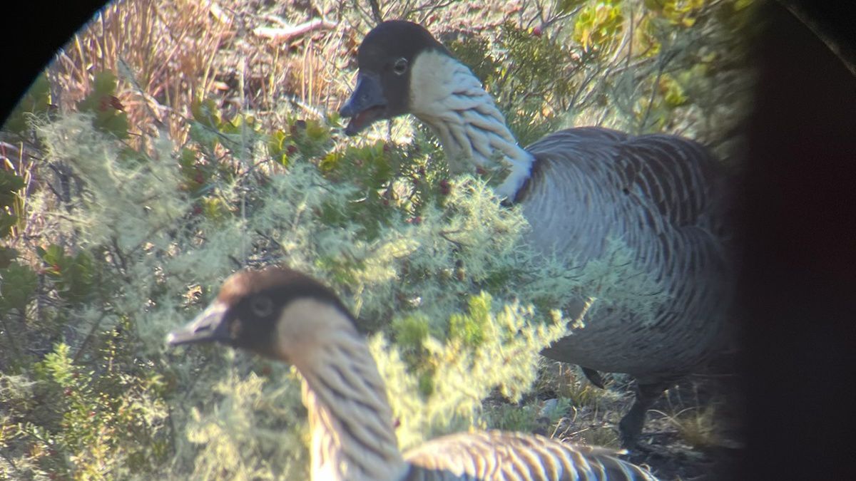 The east entrance to Uēkahuna parking lot and a short section of Crater Rim Trail will temporarily close to protect a pair of nesting nēnē. (Photo courtesy of NPS/K. Paxton)