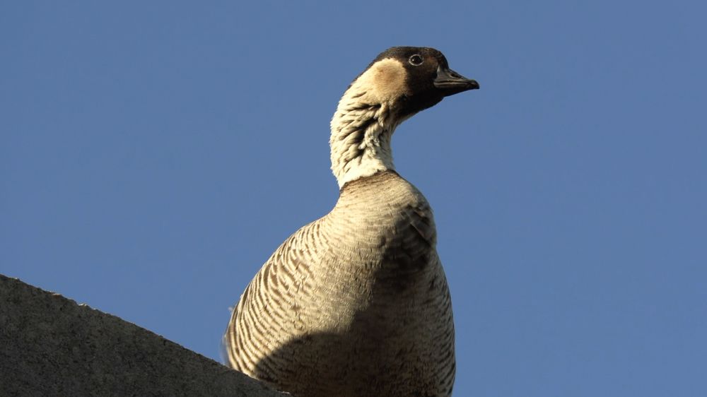 Nēnē at Kanaha Pond State Wildlife area. (Image courtesy of Hawaii DLNR)