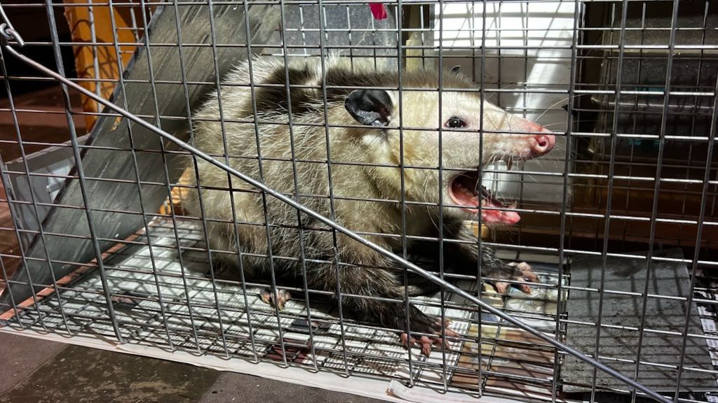 This is the third opossum captured in Honolulu this year. (Photo courtesy of the Hawaii Department of Agriculture)