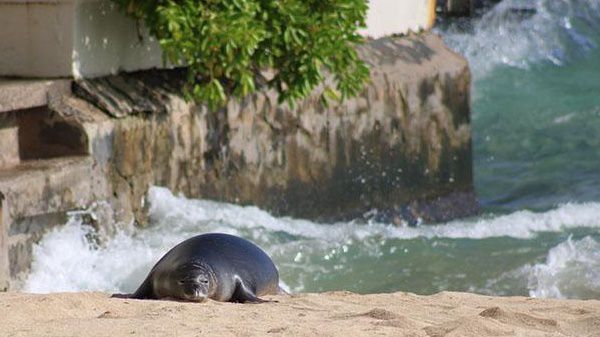 Plans underway to move monk seal pup born at Kaimana Beach