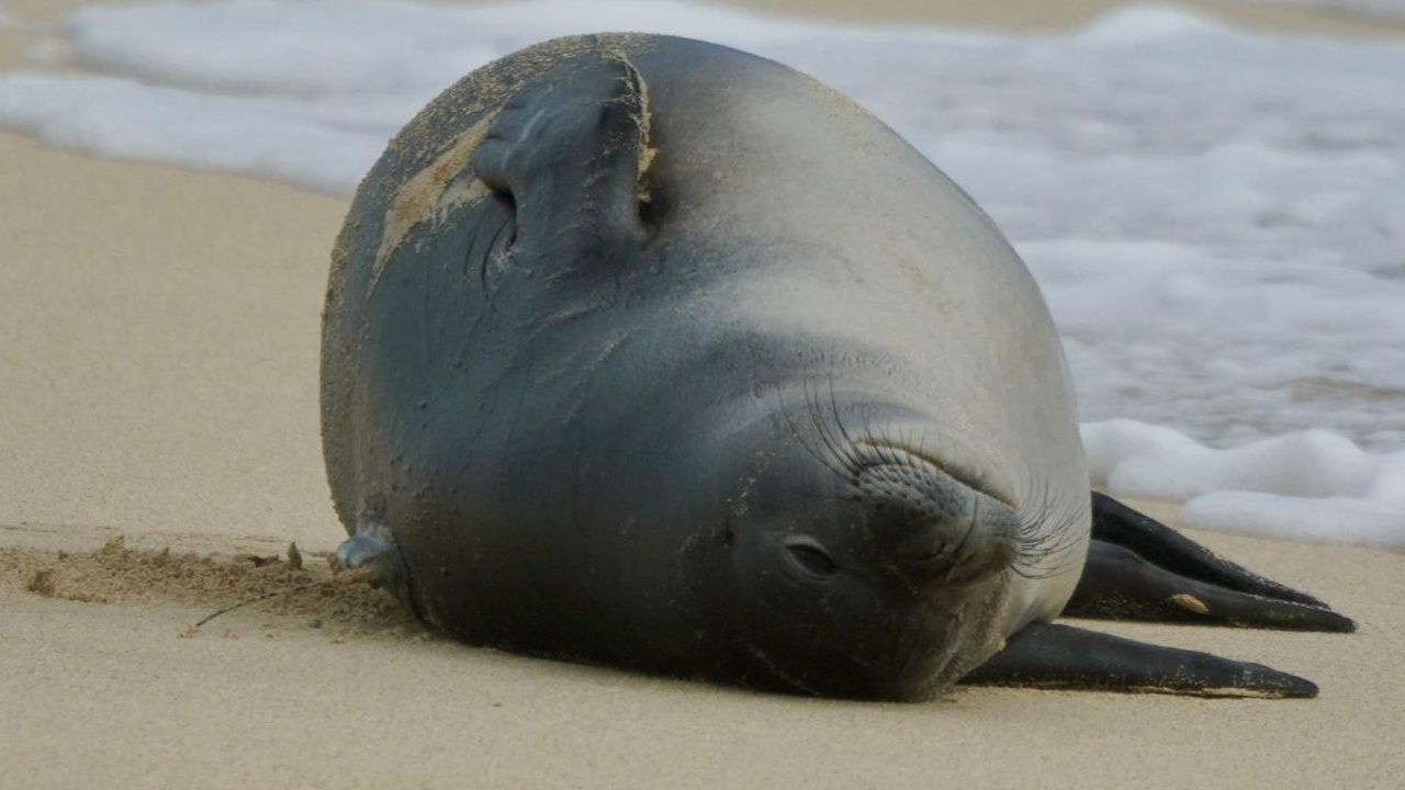 Hawaiian monk seal pup Paʻaki on a new beach. (Photo courtesy of Hawaii Marine Animal Response/NOAA Fisheries Permit #24359)