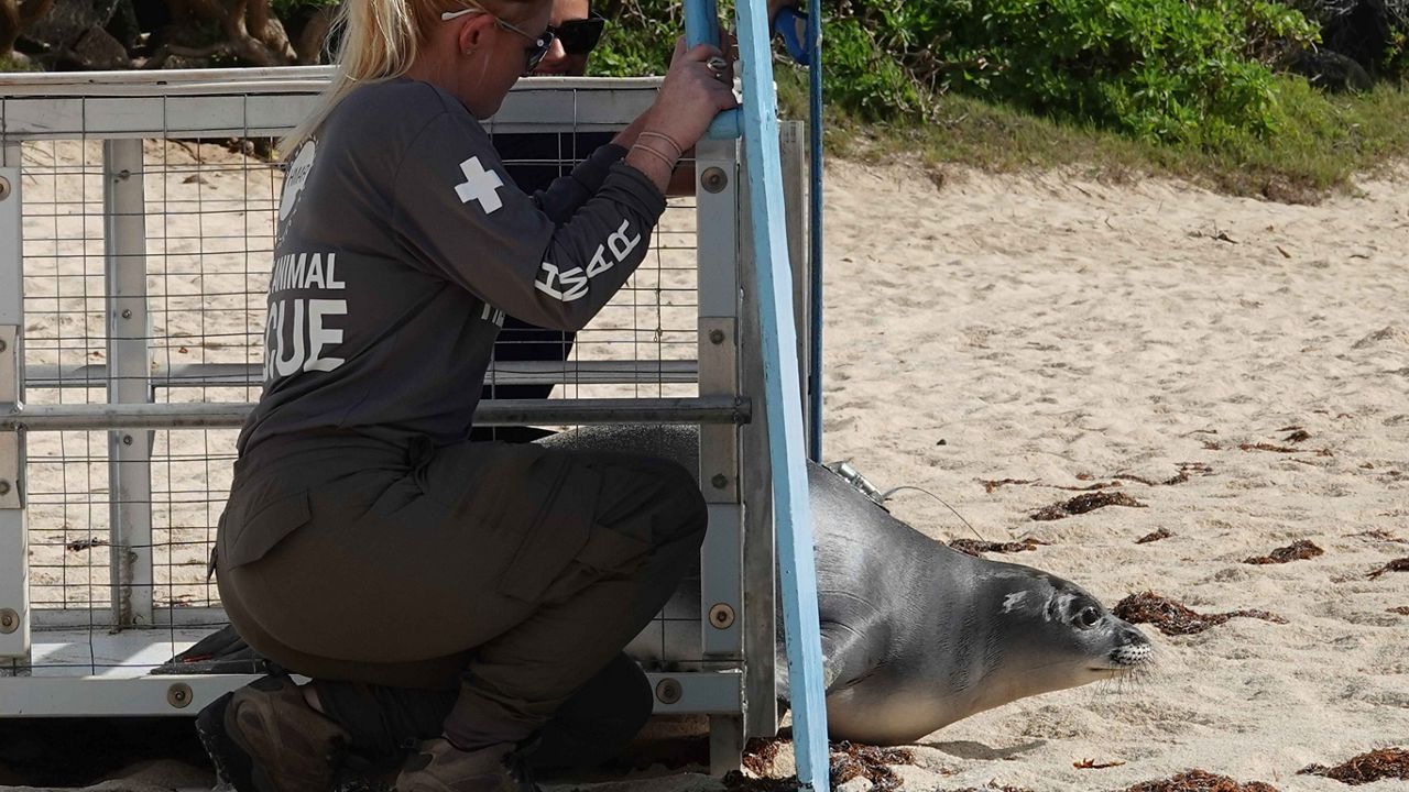 NOAA Fisheries and Hawaiʻi Marine Animal Response successfully release Hawaiian monk seal pup Paʻaki at a more remote, undisclosed Oahu beach on June 13, 2024. (Photo courtesy of Hawaii Marine Animal Response/NOAA Fisheries Permit #24359)