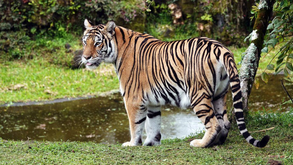 Public asked to stop feeding the animals at Panaewa Zoo