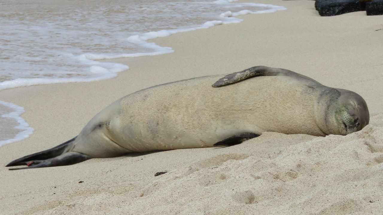 Hawaiian monk seal RL72 on Hawaiʻi Island. (Photo courtesy of The Marine Mammal Center)