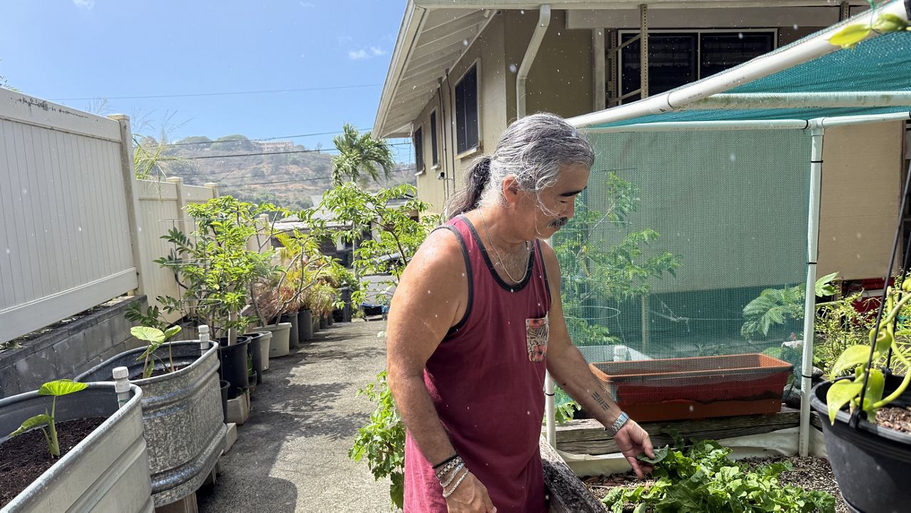 After the installation of the rain barrel, a light drizzle started to fill it up. Here, homeowner Curits Miyashiro shows off his garden, which he plans to hydrate with water from the rain barrel. (Spectrum News/Michelle Broder Van Dyke)