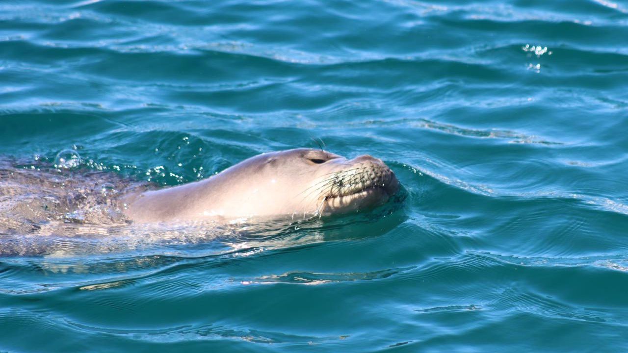 Keaka is seen with a hook in the right side of her mouth.  Staff from the Marine Mammal Center’s monk seal hospital worked together to remove the hook. (Photo courtesy of the Marine Mammal Center, NOAA Permit #24359)