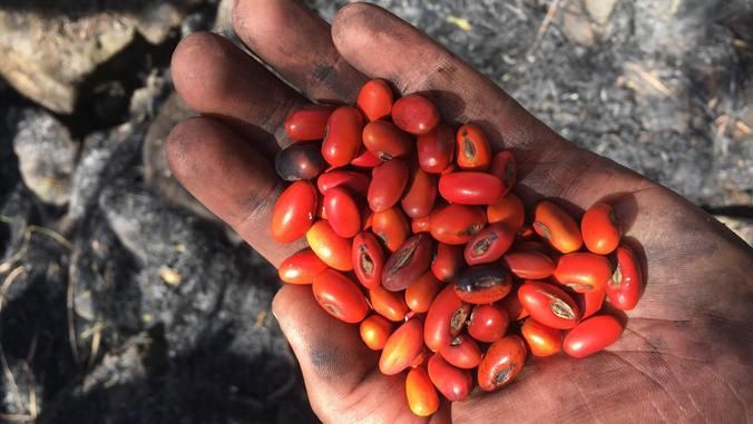 Clay Trauernicht, who is leading the federally funded $4.6 million project, holds seeds. (Photo courtesy of UH)