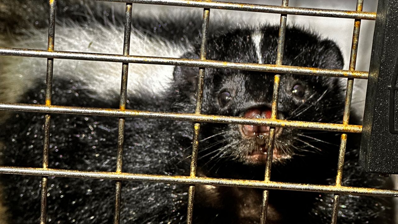 The skunk was first spotted on Thursday at the Pier 1 parking lot and was subsequently spotted in the area several more times before Hawaii Department of Agriculture inspectors were able to capture the animal. (Photo courtesy of Hawaii Department of Agriculture)