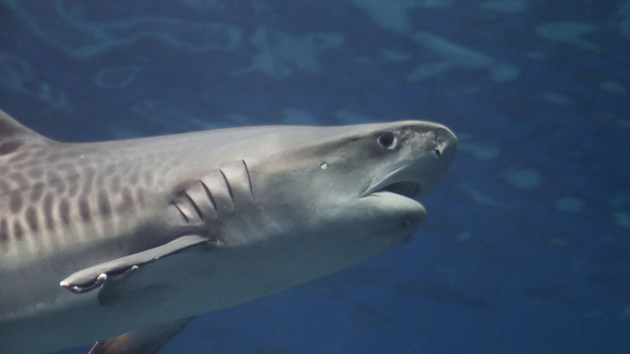 A research paper, published in Nature in 2018, studied the movements of tiger sharks around the Hawaiian Islands to determine why there are more shark bites seen around Maui than other Hawaiian Islands. (Getty Images)