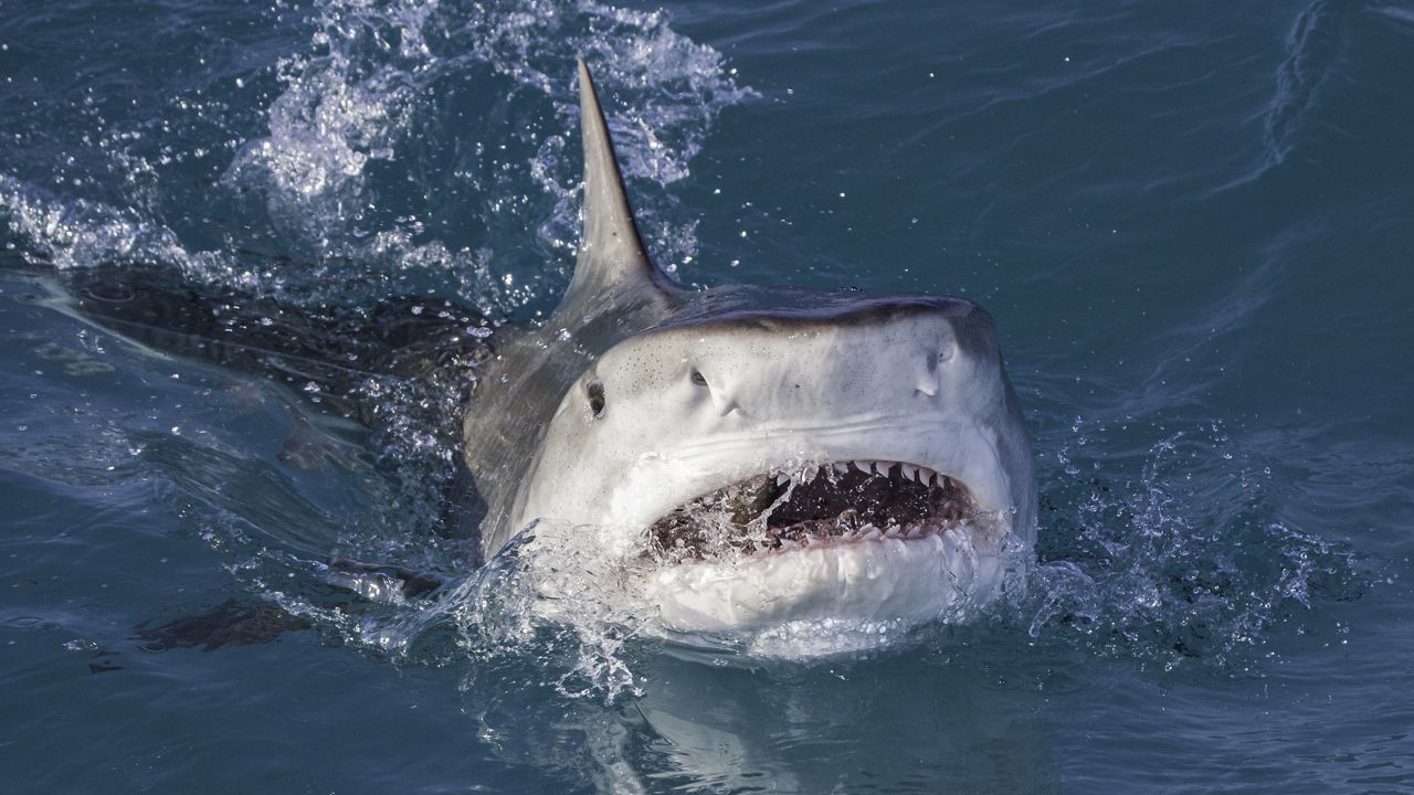 A tiger shark photographed in the Bahamas. (Getty Images)