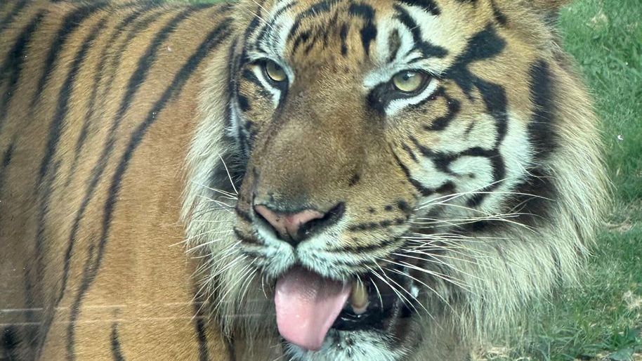 Satu with his tongue out (Photo courtesy of Honolulu Zoo)