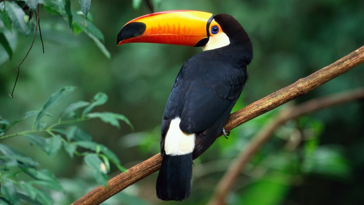 A toco toucan. (Getty Images)