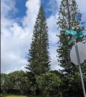 55-foot Cook Pine tree harvested for Honolulu City Lights