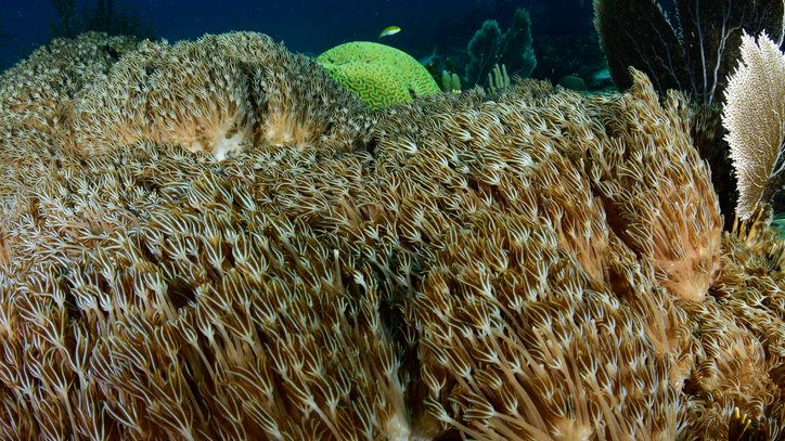 Unomia stolonifera is considered an invasive species in many parts of the world because of its adaptability, rapid growth and reproduction that ultimately outcompetes and smothers native corals. (Getty Images/Humberto Ramirez)
