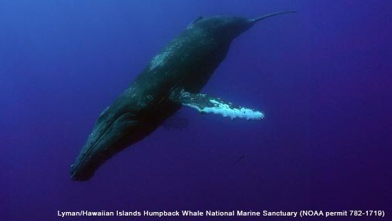 (Photo courtesy of UH/NOAA Permit 782-1719)