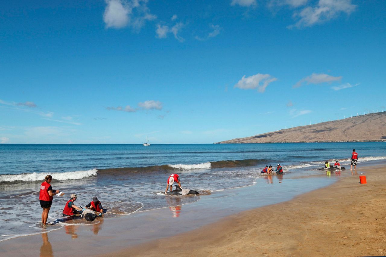 The Latest: 4 stranded whales euthanized on Maui beach