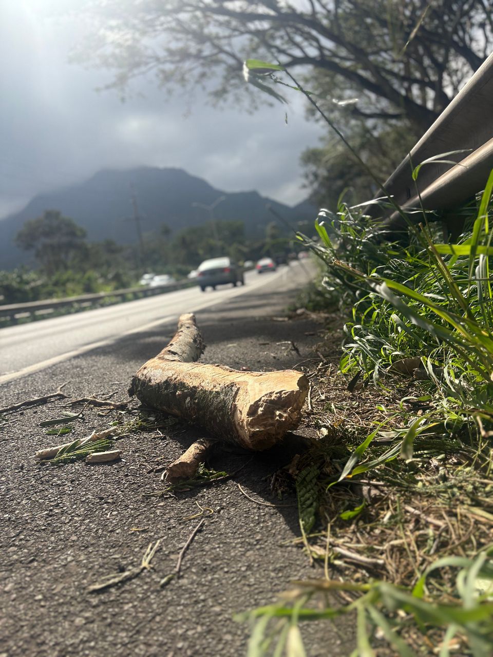 Strong winds cause power outages, tree damage across Hawaii