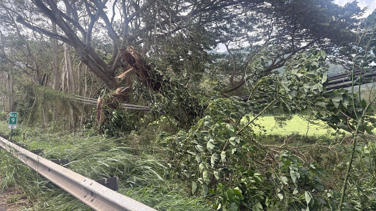 Strong winds cause power outages, tree damage across Hawaii
