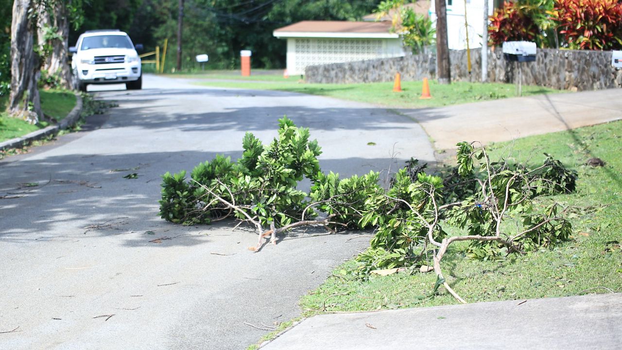 Strong winds cause power outages, tree damage across Hawaii