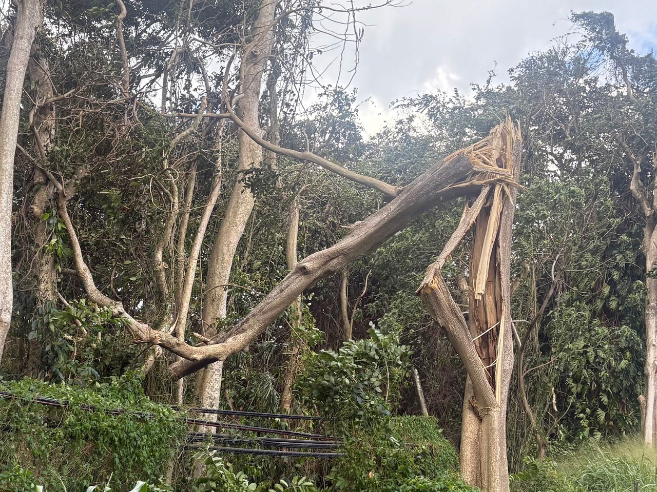 Strong winds cause power outages, tree damage across Hawaii