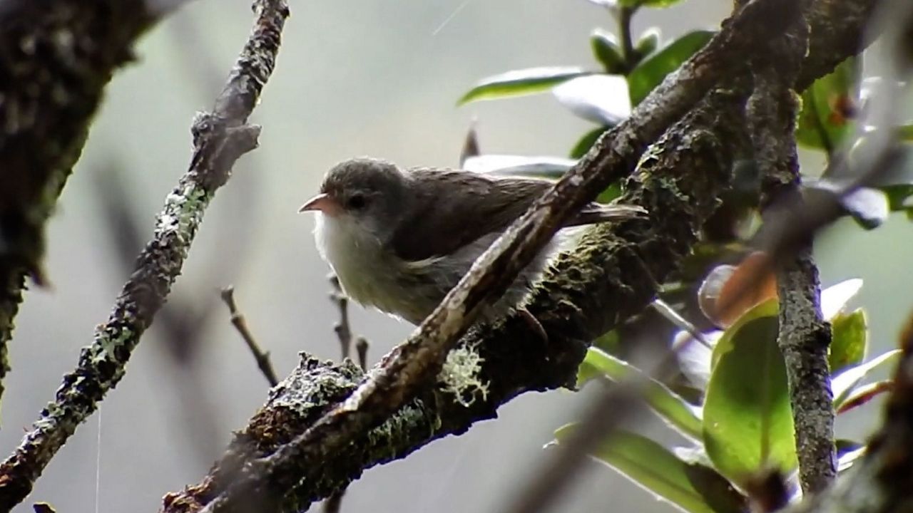 One of the last remaining ʻakikiki in the wild. (Photo courtesy of DLNR)