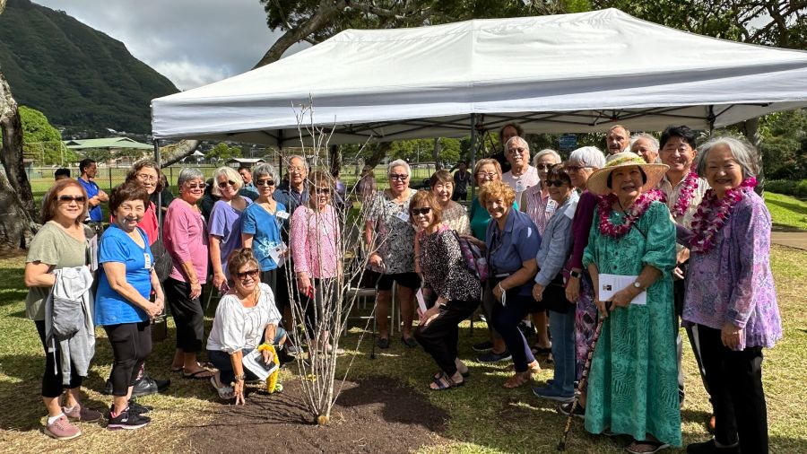 Five Oshima Zakura of the 23 gifted cherry blossom trees were planted at Manoa Valley District Park. (Photo courtesy of Honolulu Department of Parks and Recreation)