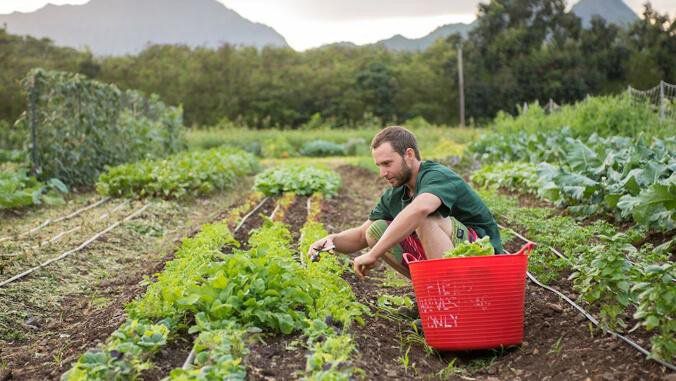 (Photo courtesy University of Hawaii at Manoa, file)