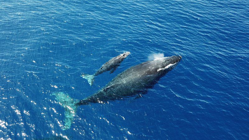 Humpback whales return Hawaii waters each year to breed, give birth and nurse their young. (NOAA/J. Moore, Permit #20311)