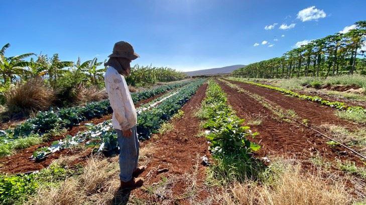 (Photo courtesy County of Maui Department of Agriculture)
