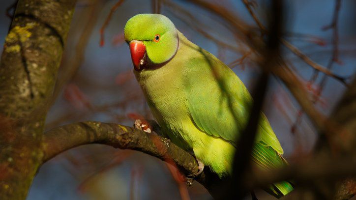 Though beautiful, the invasive rose-ringed parakeet is a threat to the island's agriculture. (Getty Images/phototrip)