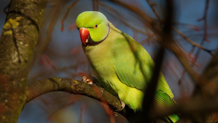Though pretty, the rose-ringed parakeet is a threat to agriculture and Kauai's delicate ecological balance. (Getty Images/phototrip)