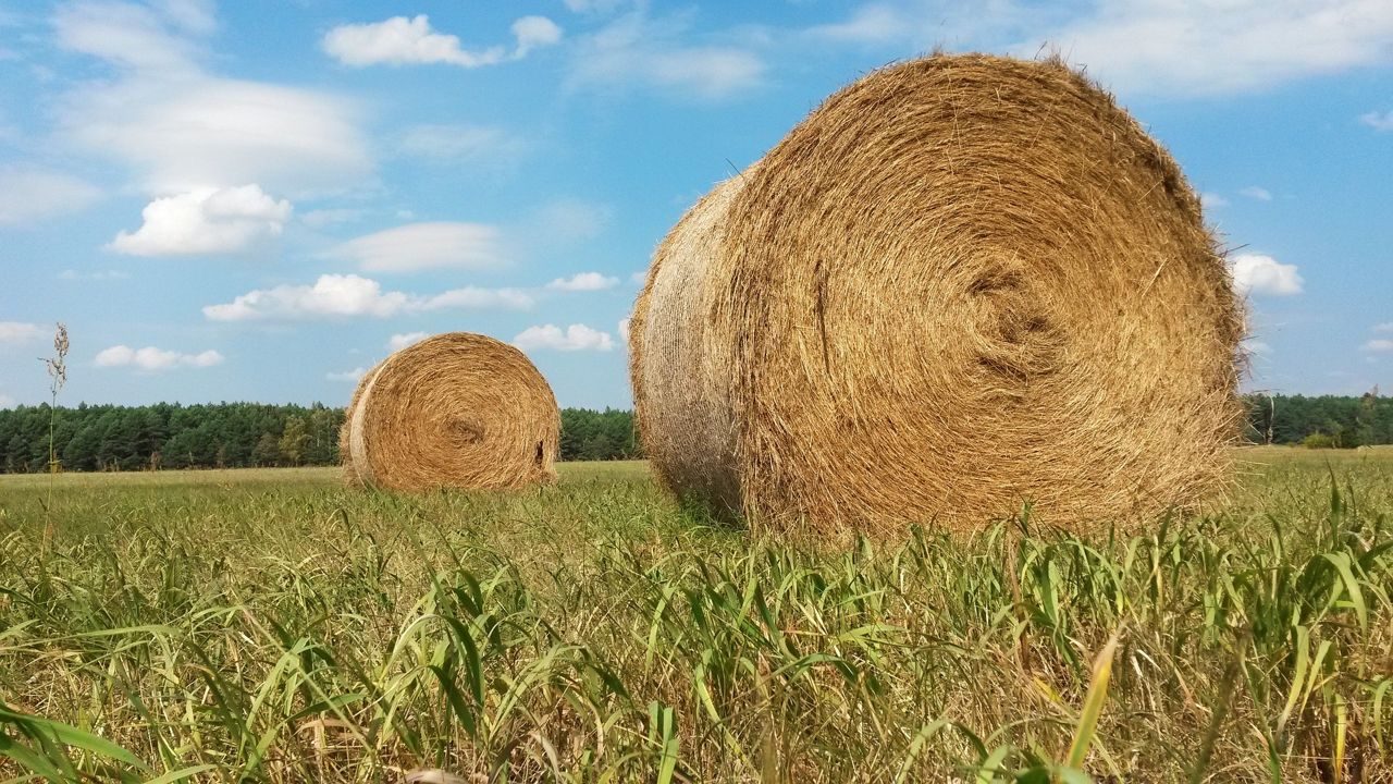 Wetter weather delays hay production in Texas