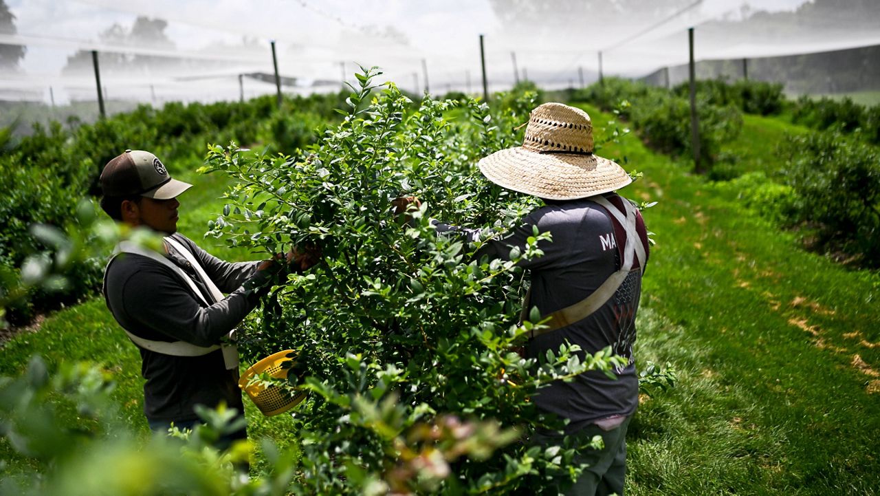 Felix Gutierrez, 43, and Caesar Ayala Gutierrez, 21, pick blueberries in the sweltering heat at Stepping Stone Farms on Monday, June 23, 2025, in Bourbon County, Ky. (AP Photo/Michael Swensen)