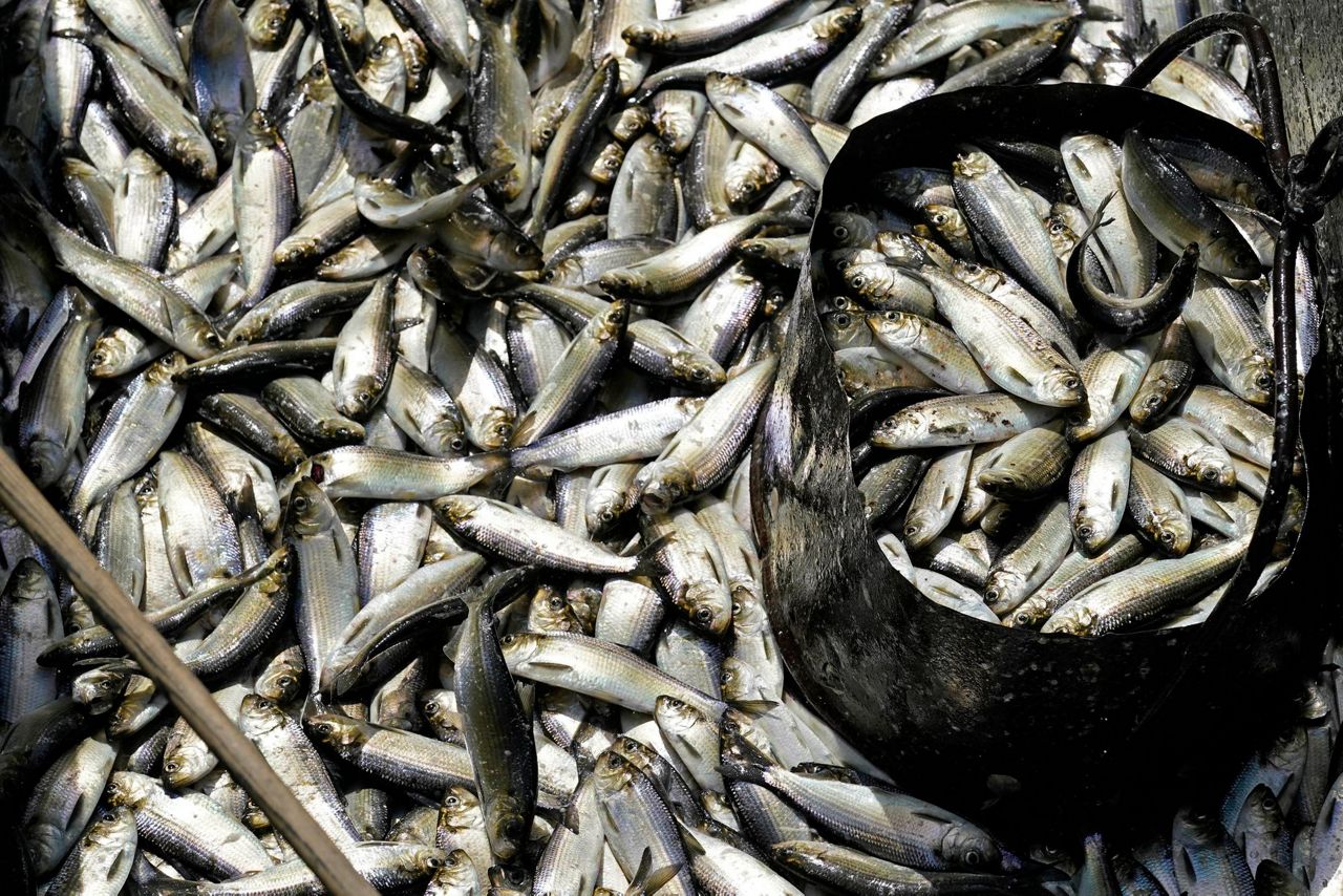 River herring, once eyed for endangered list, grow in counts