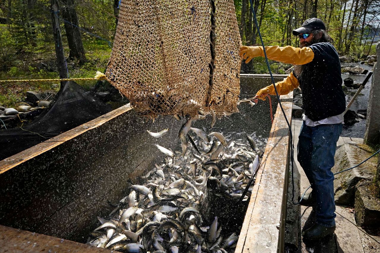River herring, once eyed for endangered list, grow in counts