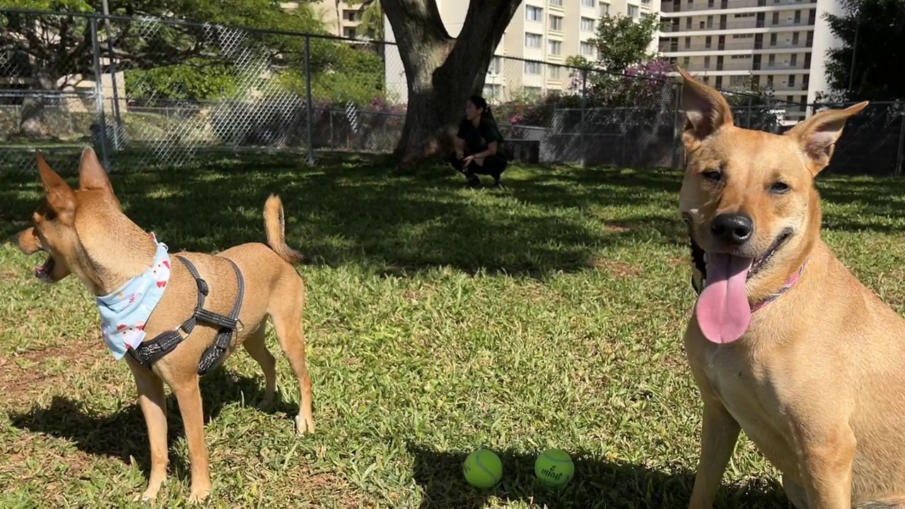 Hoa Aloha Neighborhood Park (Photo courtesy of Honolulu Parks & Rec)