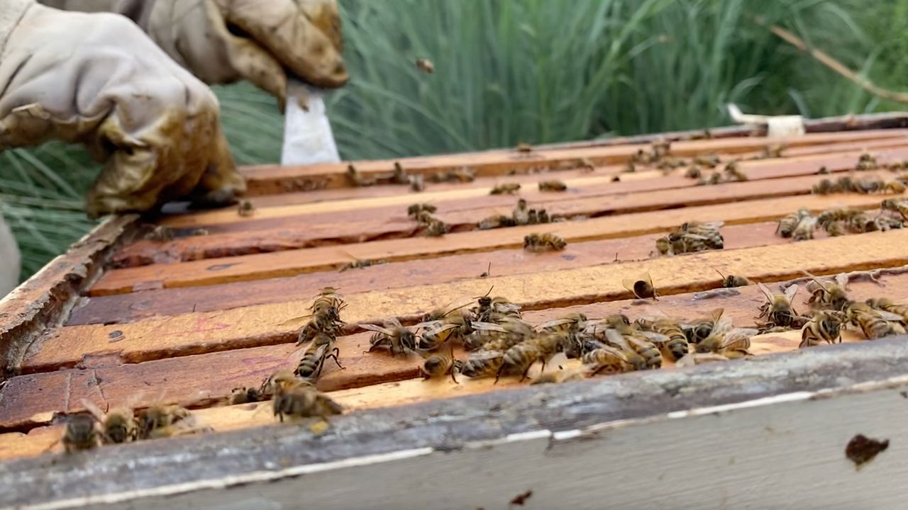 Maryland Today  Honey Bee Losses Reach Record Highs, Survey Finds